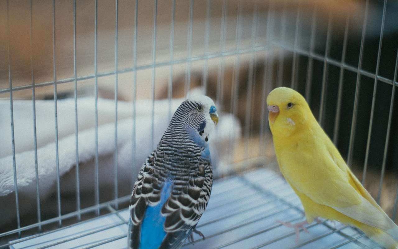 kavez-papagaji-ptice